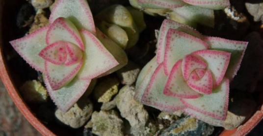 Crassula rupestris variegate 'pastel' 10 Pieces Seeds