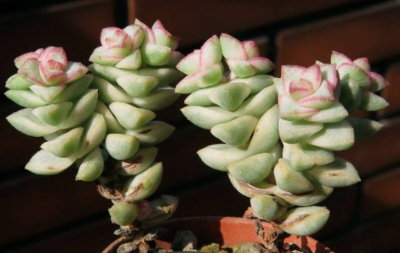 Crassula rupestris variegate 'pastel' 10 Pieces Seeds