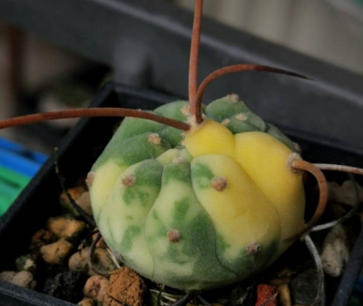 Matucana madisoniorum variegata 10 Pieces Seeds