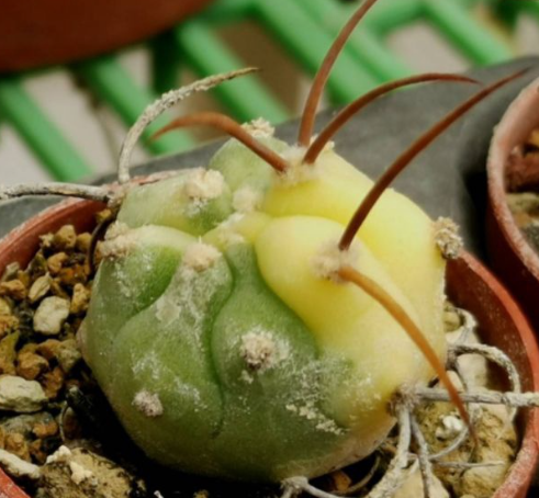 Matucana madisoniorum variegata 10 Pieces Seeds
