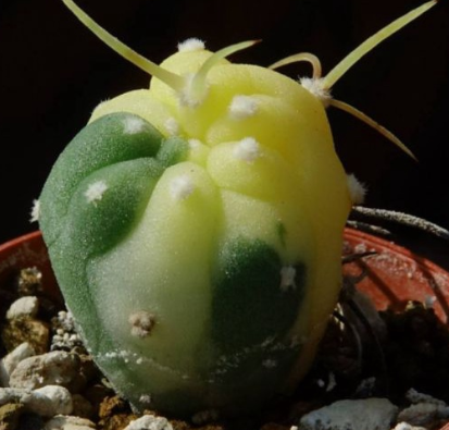 Matucana madisoniorum variegata 10 Pieces Seeds