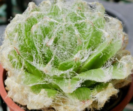 Haworthia bolusii var. semiviva 10 Pieces Seeds
