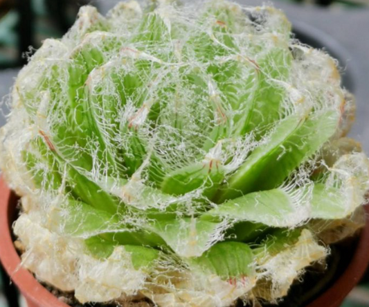 Haworthia bolusii var. semiviva 10 Pieces Seeds