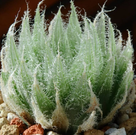Haworthia bolusii var. semiviva 10 Pieces Seeds