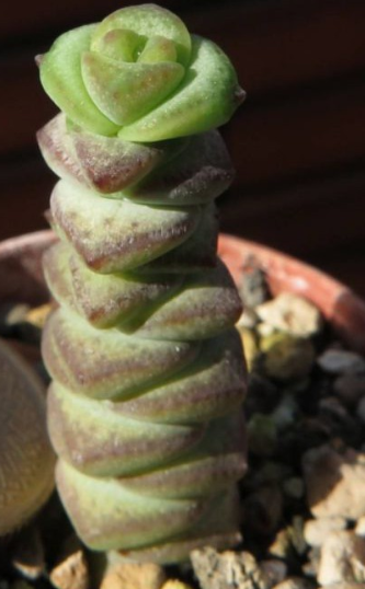 Crassula rupestris ssp. marnieriana 10 Pieces Seeds