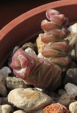Crassula rupestris ssp. marnieriana 10 Pieces Seeds