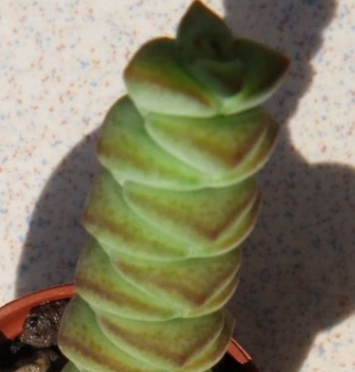Crassula rupestris ssp. marnieriana 10 Pieces Seeds