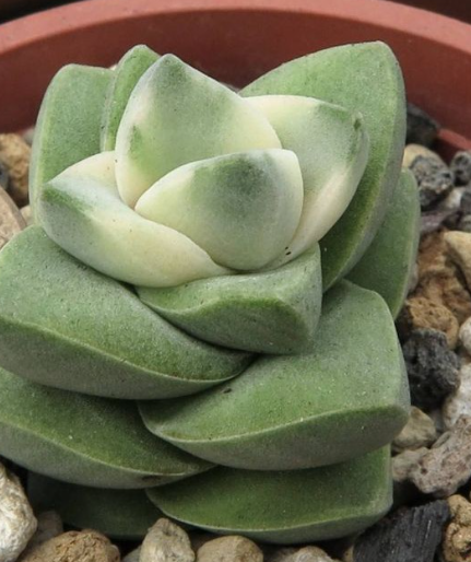 Crassula cv. Moonglow variegata 10 Pieces Seeds