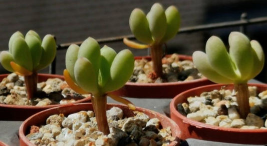 Othonna clavifolia 5 Pieces Seeds