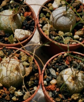 Schizobasis intricata 5 Pieces Seeds