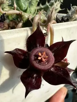Orbea Dark Cherry 5 Pieces Seeds