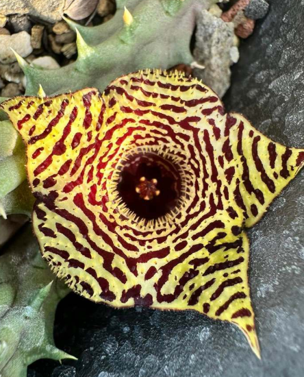 Huernia Golden Tiger 5 Pieces Seeds