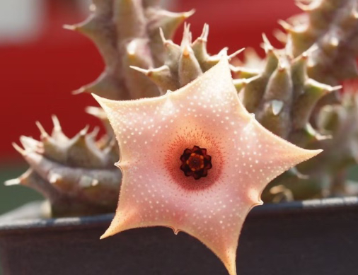 Huernia 'Strawberry Mousse'  5 Pieces Seeds