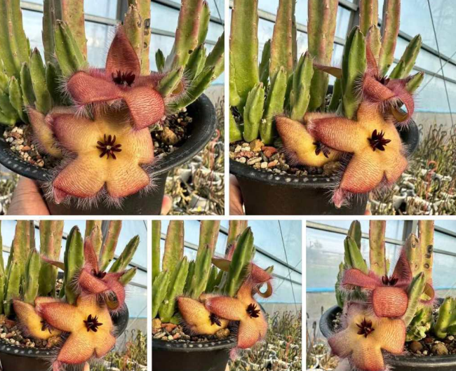 Stapelia Fire Fox 6 Pieces Seeds