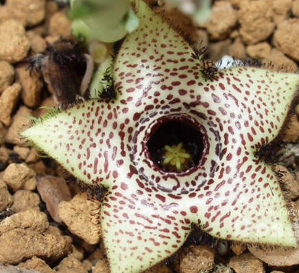 Orbea Paradoxa Volcano 6 Pieces Seeds