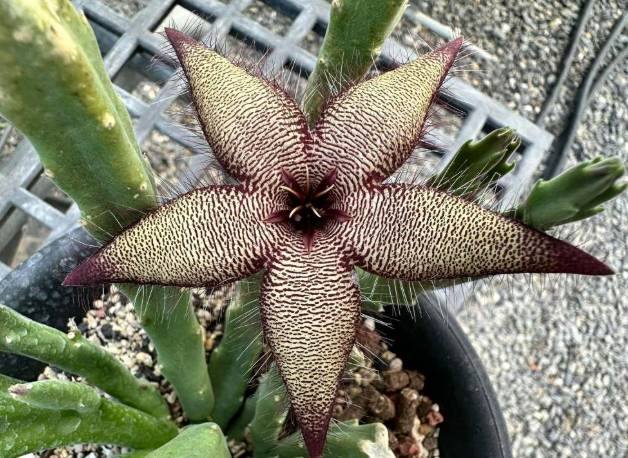 Stapelia 'Silver Fox' 6 Pieces Seeds