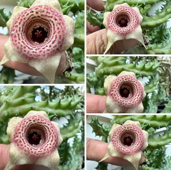 Huernia ‘Strawberry Chips’ 6 Pieces Seeds