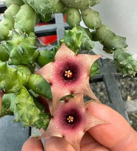 Huernia Red Berry 5 Pieces Seeds