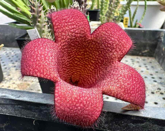 Tavaresia Fire Phoenix 6 Pieces Seeds
