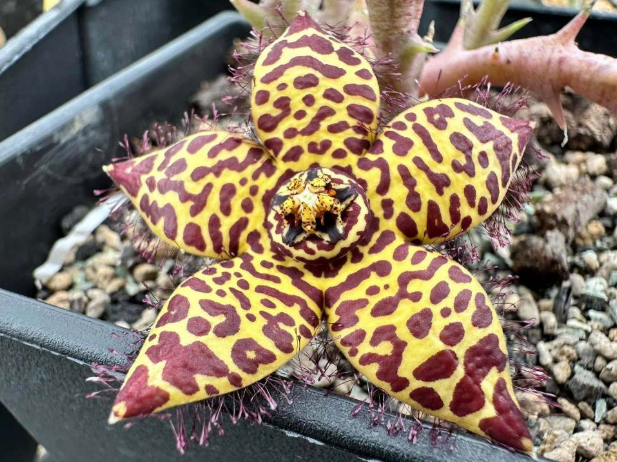Huernia Caramel Leopard 5 Pieces Seeds