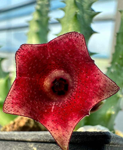 Orbea Scarlet Moon 5 Pieces Seeds