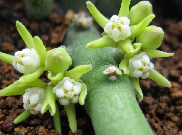 Sarcostemma socotranum 5 Pieces Seeds