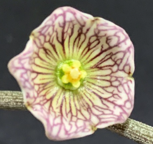 Cynanchum insigne 5 Pieces Seeds