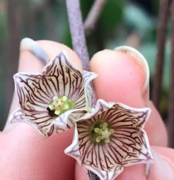 Cynanchum insigne 5 Pieces Seeds