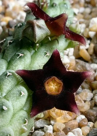 Echidnopsis sp. 5 Pieces Seeds