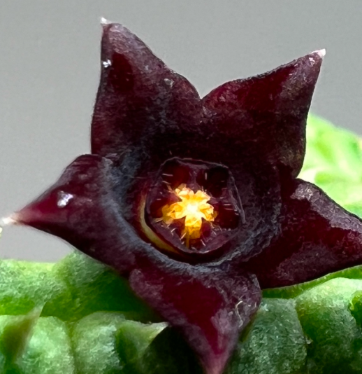 Echidnopsis sp. 5 Pieces Seeds