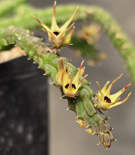 Ophionella arcuata 5 Pieces Seeds