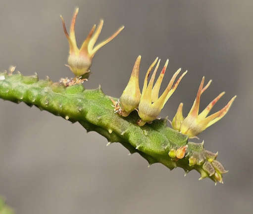 Ophionella arcuata 5 Pieces Seeds