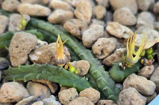 Ophionella arcuata 5 Pieces Seeds