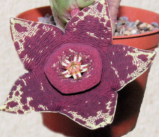Orbea lepida 5 Pieces Seeds
