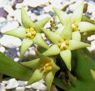 Piaranthus parvulus 5 Pieces Seeds