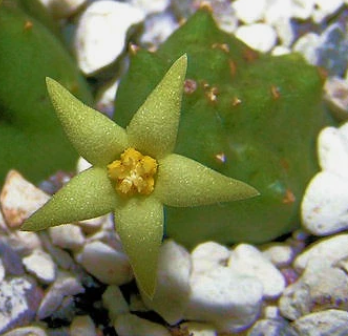 Piaranthus parvulus 5 Pieces Seeds