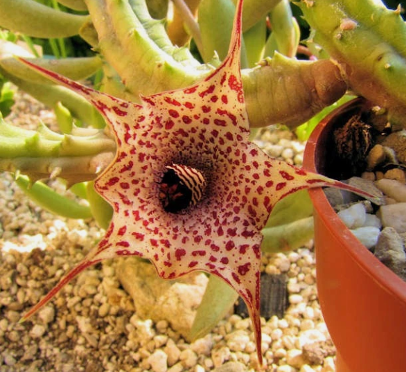 Huernia hislopii ssp. cashelensis 5 Pieces Seeds