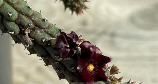 Echidnopsis oviflora 5 Pieces Seeds