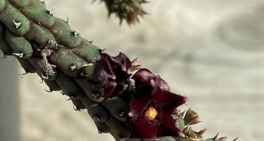 Echidnopsis oviflora 5 Pieces Seeds