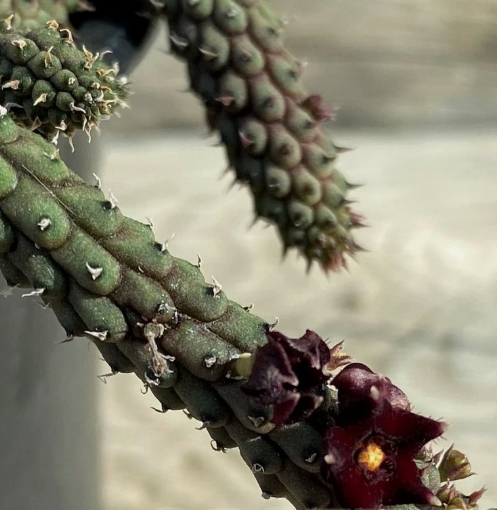 Echidnopsis oviflora 5 Pieces Seeds