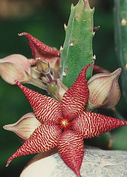 Stapelia acuminata 6 Pieces Seeds