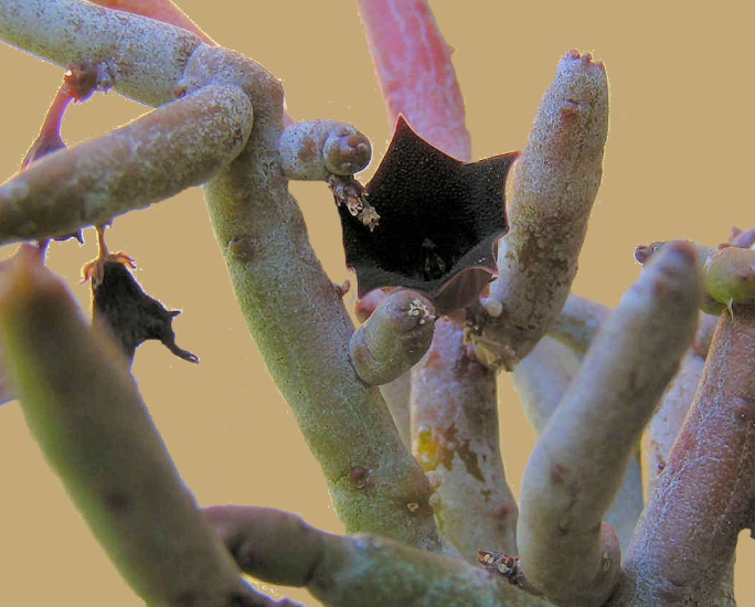 Huernia pendula 5 Pieces Seeds