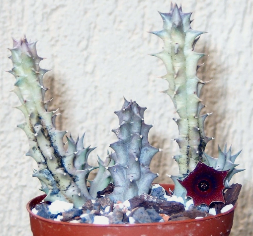 Huernia macrocarpa var. penzigii 5 Pieces Seeds