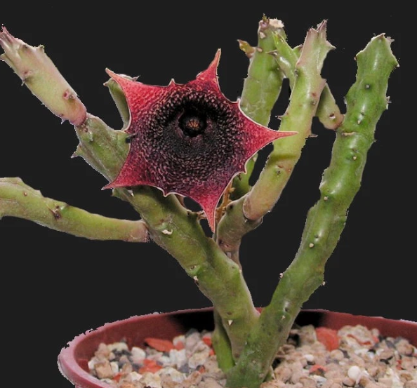 Huernia leachyi x Huernia keniensis 5 Pieces Seeds