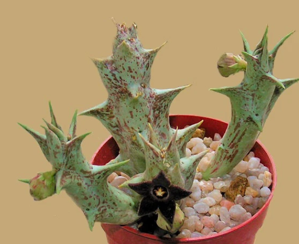 Caralluma hesperidum 7 Pieces Seeds