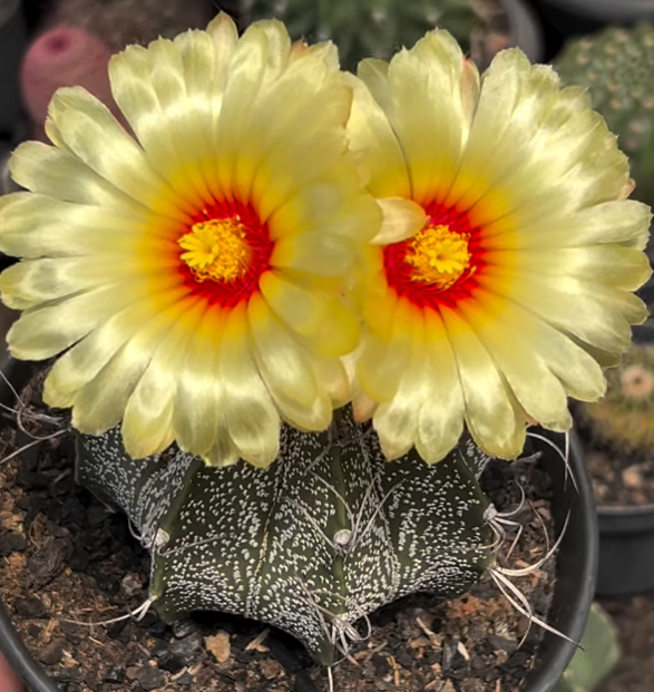 Astrophytum Capricorne 10 Pieces Seeds