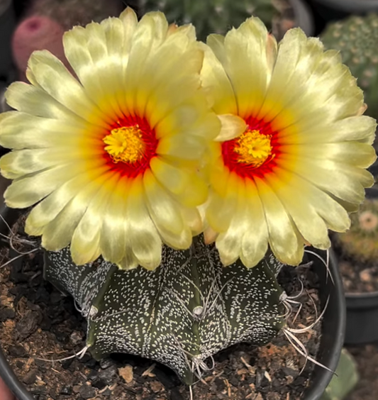 Astrophytum Capricorne 10 Pieces Seeds
