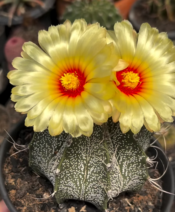 Astrophytum Capricorne 10 Pieces Seeds