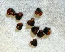Astrophytum Capricorne 10 Pieces Seeds
