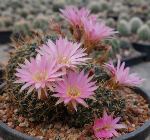 Lobivia wrightiana 10 Pieces Seeds
